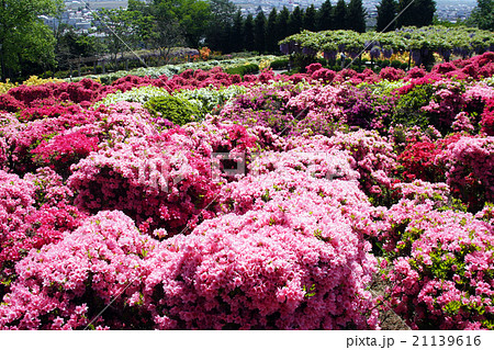 寒河江公園 21139616