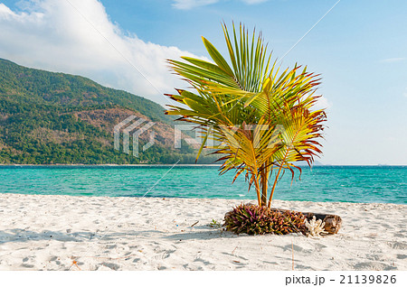 Young coconut tree planted on the sandy beach 21139826