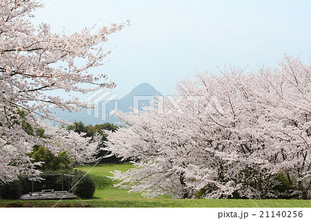 桜越しに、霞む山 桜越しに、霞む山 21140256