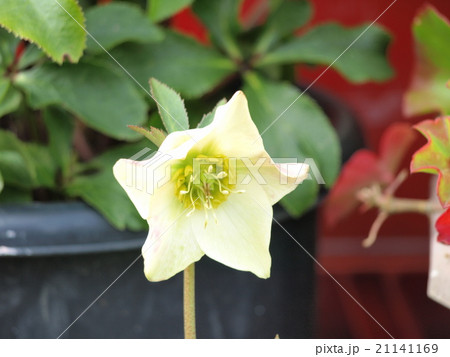 クリスマスローズ　ホワイトシングル 21141169