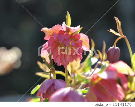 クリスマスローズ ダブル クリスマスローズ ダブル 21141170