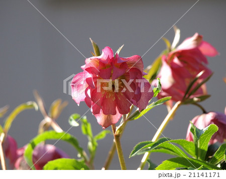 クリスマスローズ ダブル クリスマスローズ ダブル 21141171