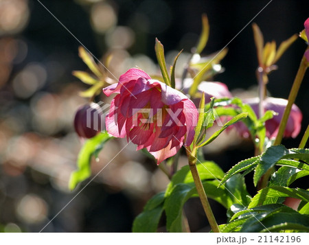 クリスマスローズ　ダブル 21142196