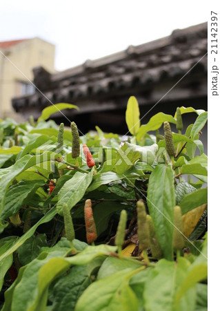 島とうがらしと瓦家 島とうがらしと瓦家 21142397