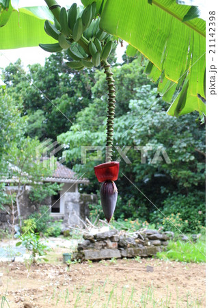 バナナの花 21142398