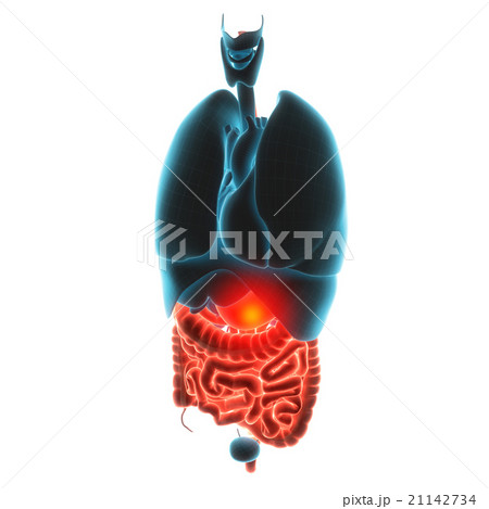 stomach organ pain  illustration  21142734