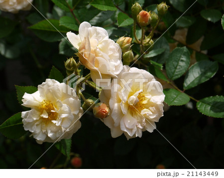 コーネリア コーネリア 21143449