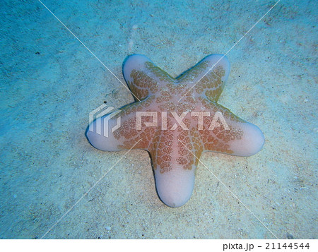 カワテブクロ ヒトデ 沖縄の海 水中写真の写真素材 [21144544] - PIXTA