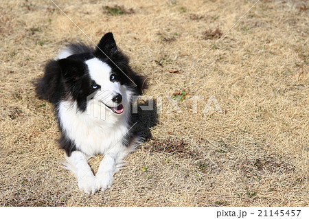 な～に！？ 21145457