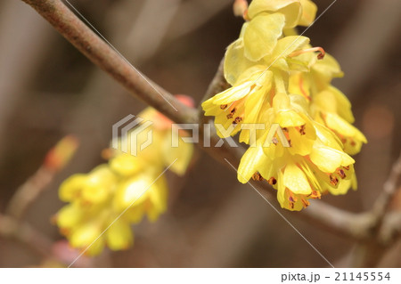 トサミズキの花 21145554