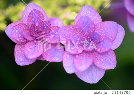 雨上がりの紫陽花の花の写真素材