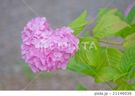 ハートをみつけて 21146036