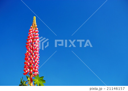 ルピナス 21146157