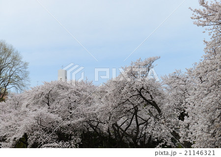 桜 21146321