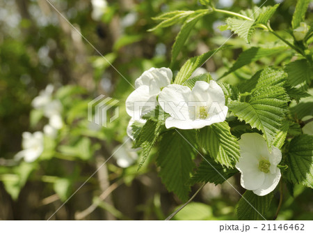 シロヤマブキの花 シロヤマブキの花 21146462