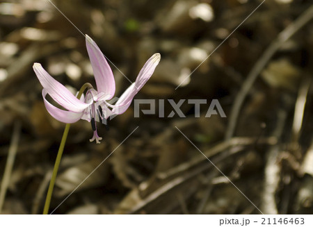 カタクリの花 カタクリの花 21146463