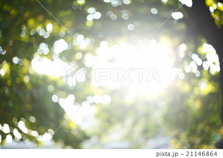 sunlight through leaves on tree, image blur bokeh 21146864