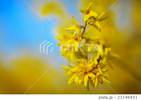 Detail of yellow forsythia blossom 21146931