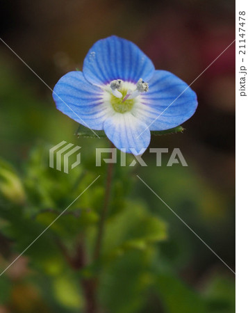 オオイヌノフグリ 21147478