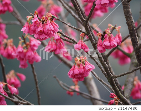 カンヒザクラ 21147480