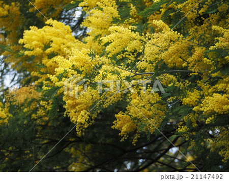 フサアカシア フサアカシア 21147492