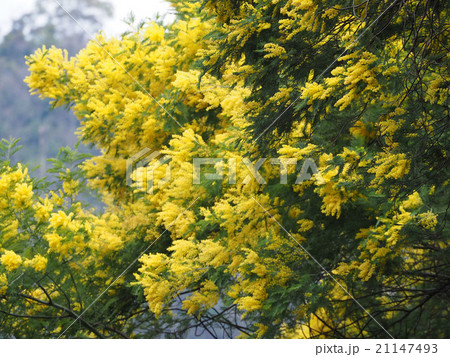 フサアカシア 21147493