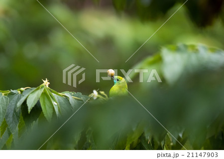 A life of blue-winged Leafbird birds. 21147903