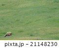 草原の羊 21148230