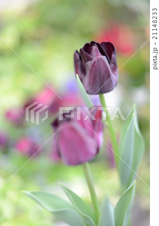 チューリップ 21148233