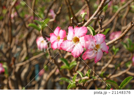 Pink Adenium obesum Pink Adenium obesum 21148376