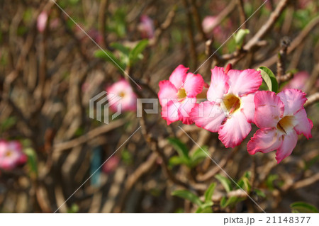 Pink Adenium obesum Pink Adenium obesum 21148377