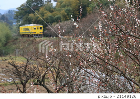 いすみ鉄道「雨上がりの梅の木と列車」 いすみ鉄道「雨上がりの梅の木と列車」 21149126