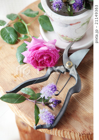 剪定バサミとバラ 21149363