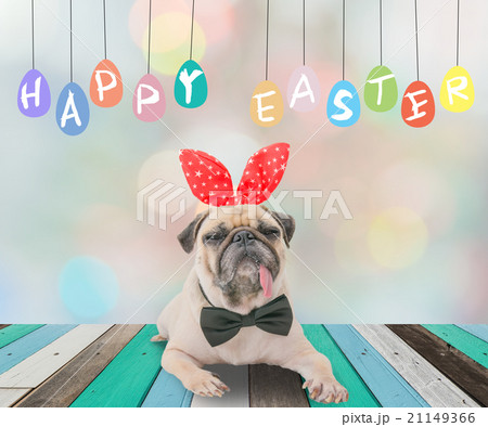 Happy Easter day 's post card with cute dog pug Happy Easter day 's post card with cute dog pug 21149366