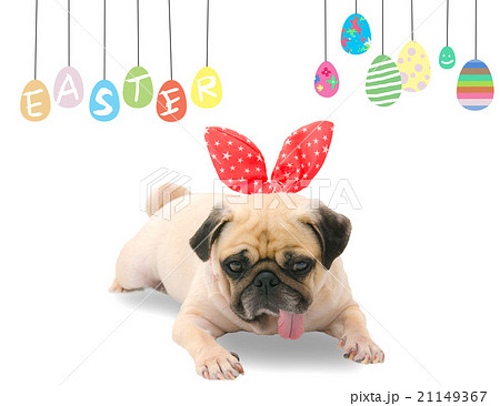 Happy Easter. Dog Pug wearing rabbit bunny ears  21149367
