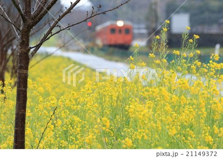 いすみ鉄道「雨の日の菜の花と沿線風景」 21149372