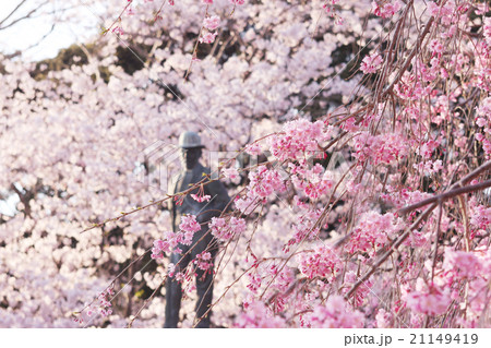 ヨハネス・デ・レーケ像と桜 21149419