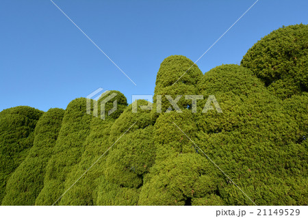 カイズカイブキ 21149529