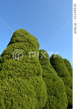 カイズカイブキ 21149530