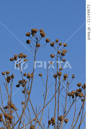 芙蓉の実 21149672