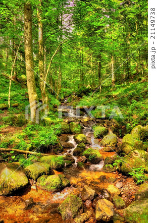 Stream in Vosgean forest - France, Bas-Rhine 21149738