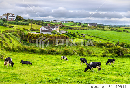 Herd of cows in pasture in County Antrim 21149911