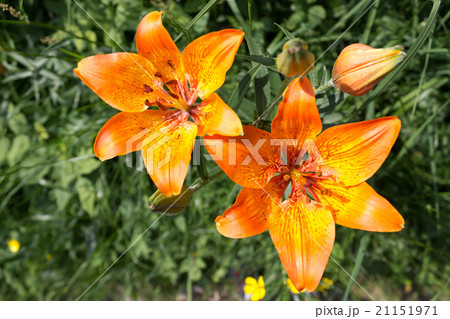 Orange flowers Orange flowers 21151971