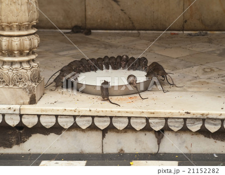 Rat Temple Rat Temple 21152282