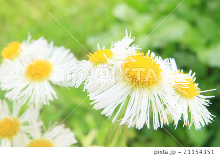 ヒメジョオン 21154351