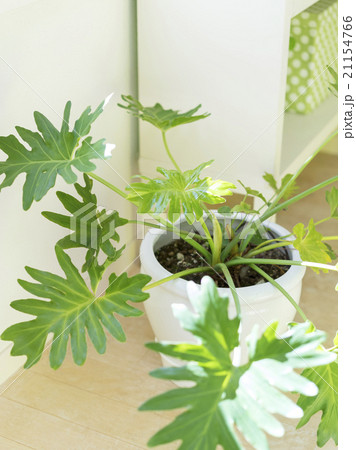 観葉植物 21154766