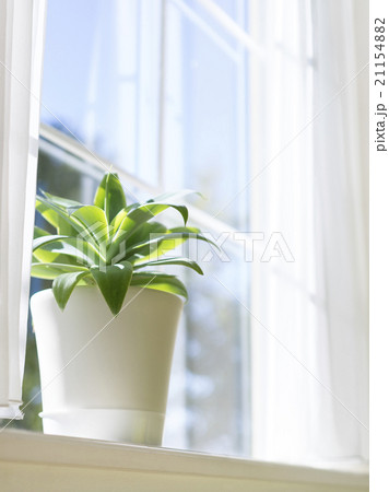 窓辺の観葉植物 21154882