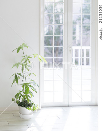 窓辺に置かれた観葉植物 窓辺に置かれた観葉植物 21155056