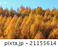 青空を背景に金色のカラマツが描く幾何学模様 21155614