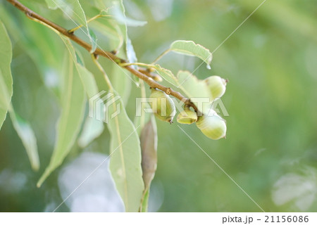 どんぐり 21156086